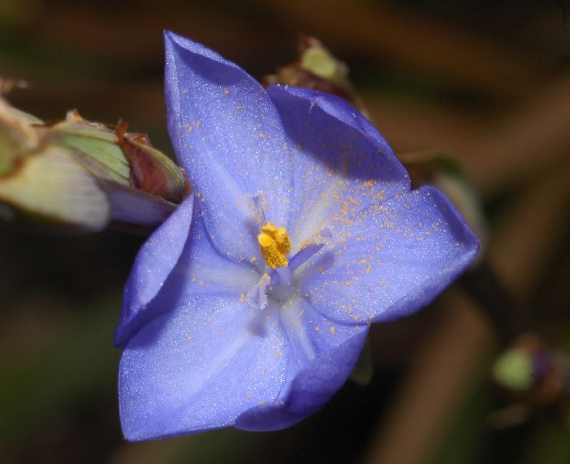 Iridaceae Orthrosanthus chimboracensis