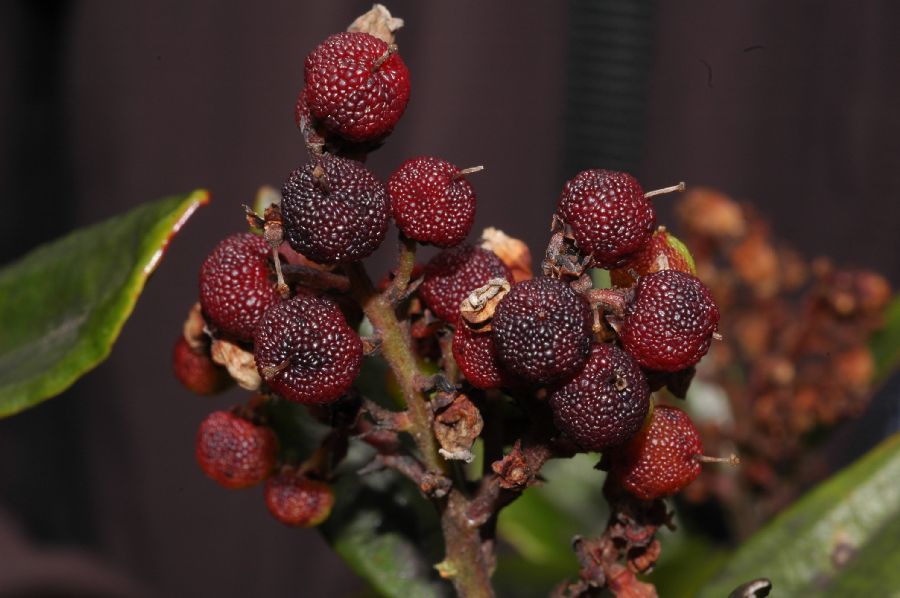 Ericaceae Comarostaphylis arbutoides