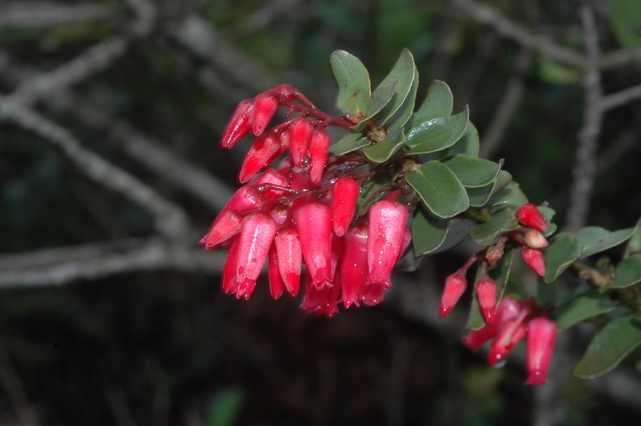 Ericaceae Gaylussacia 