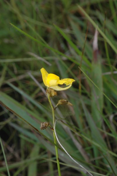Lentibulariaceae Utricularia 