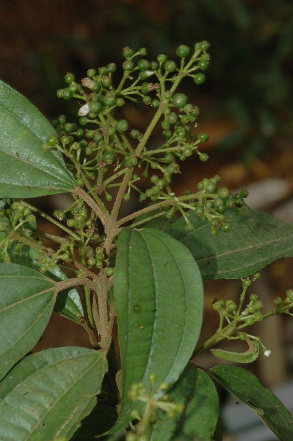 Melastomataceae Miconia collatata