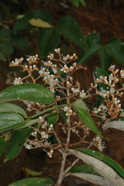 Melastomataceae Miconia albicans