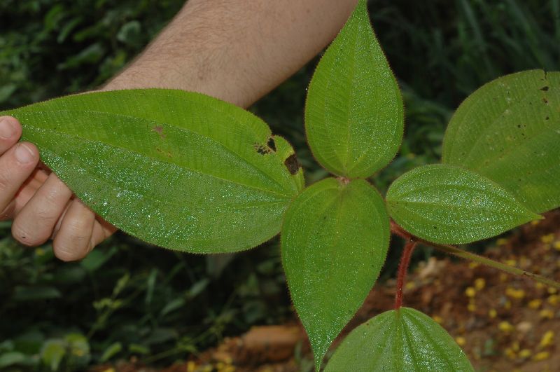 Melastomataceae Leandra reversa