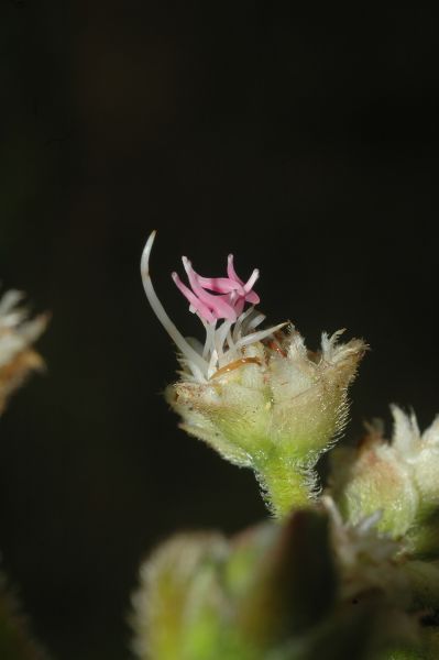 Melastomataceae Leandra fragilis