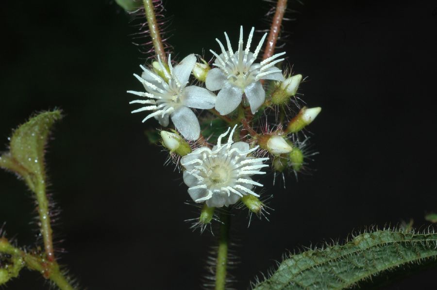 Melastomataceae Clidemia hirta