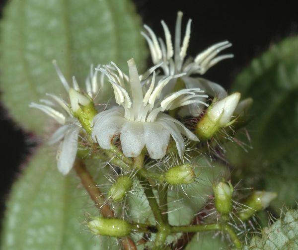 Melastomataceae Clidemia hirta