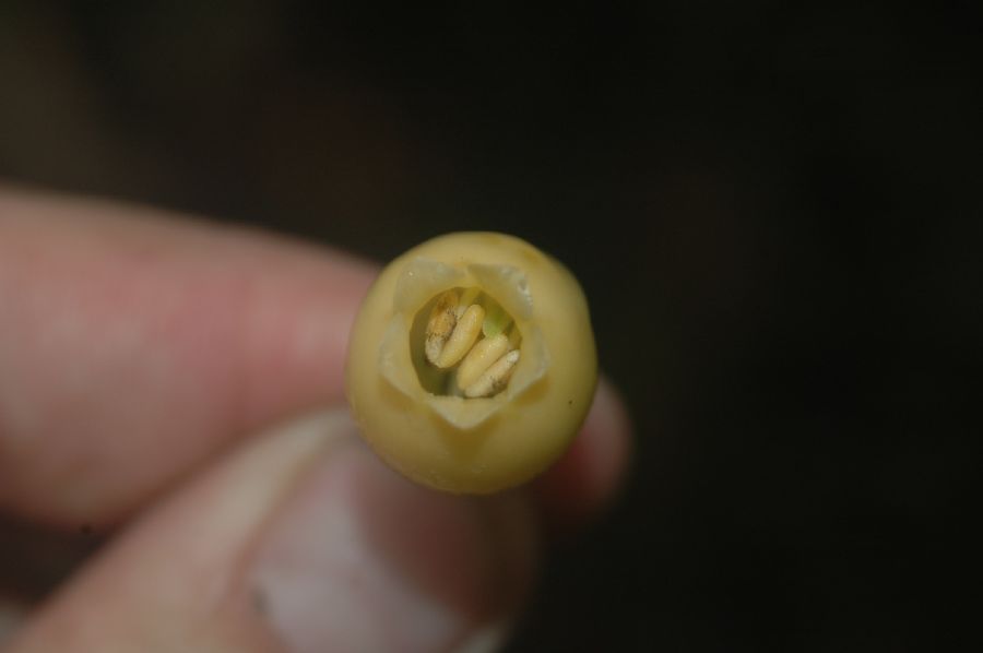 Gentianaceae Macrocarpaea rubra
