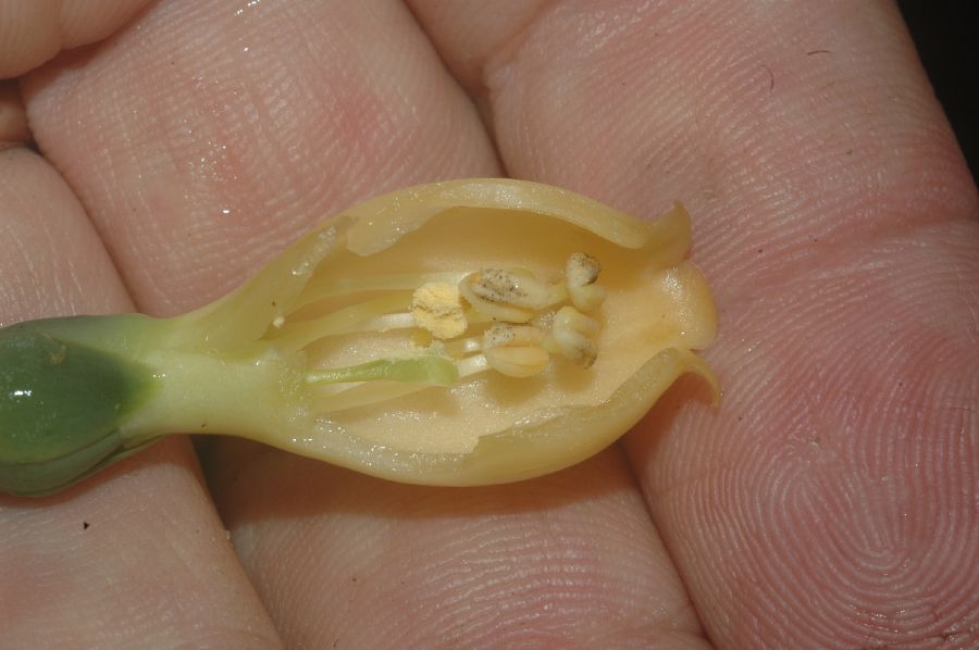 Gentianaceae Macrocarpaea rubra