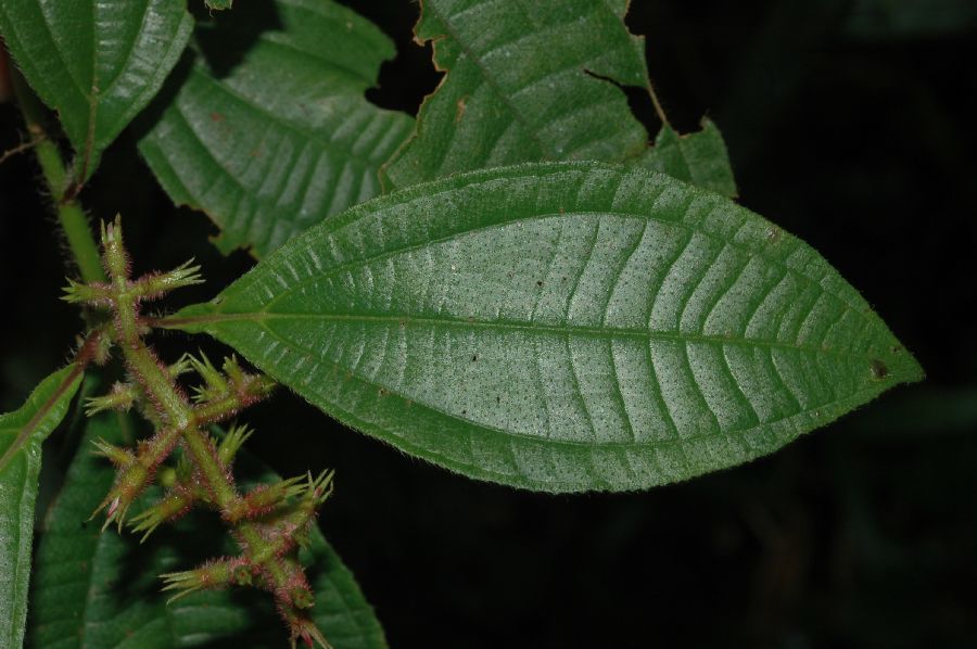 Melastomataceae Leandra longisetosa