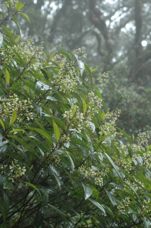 Melastomataceae Leandra viridiflava