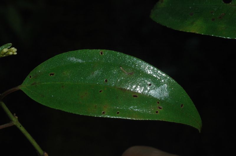 Melastomataceae Leandra viridiflava