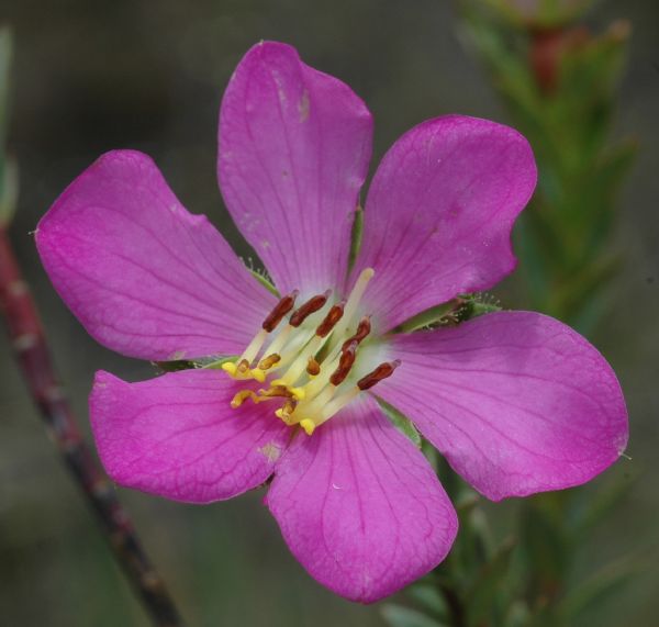 Melastomataceae Lavoisiera pulchella