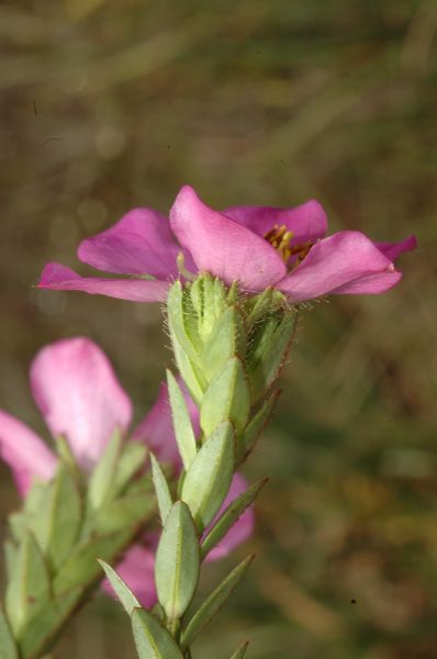 Melastomataceae Lavoisiera pulchella