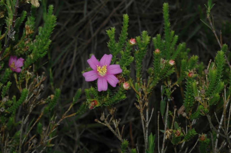 Melastomataceae Lavoisiera phyllocalycina