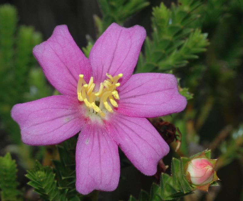 Melastomataceae Lavoisiera phyllocalycina