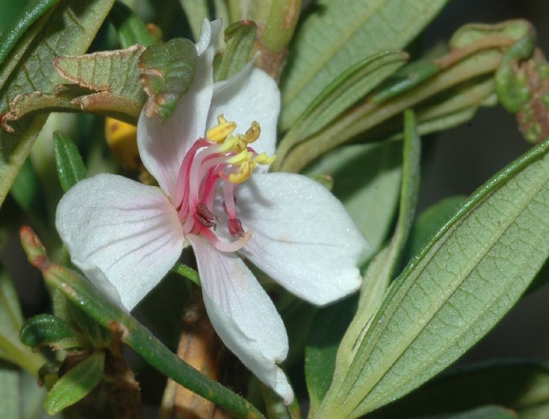 Melastomataceae Trembleya parviflora