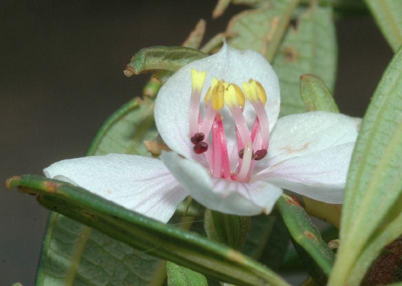 Melastomataceae Trembleya parviflora