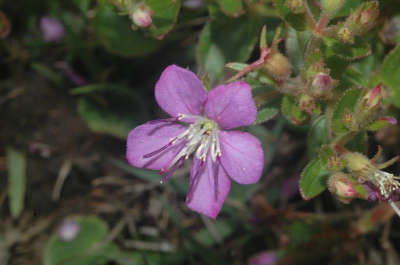 Melastomataceae Acisanthera 