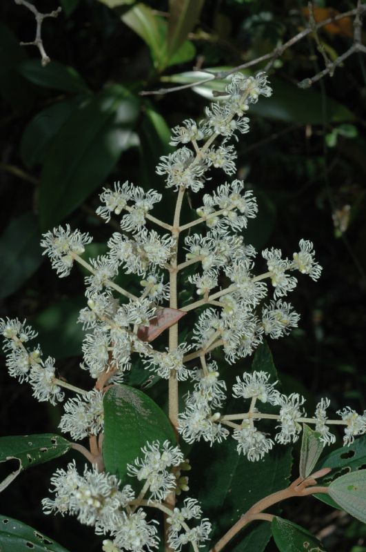 Melastomataceae Miconia cinerascens