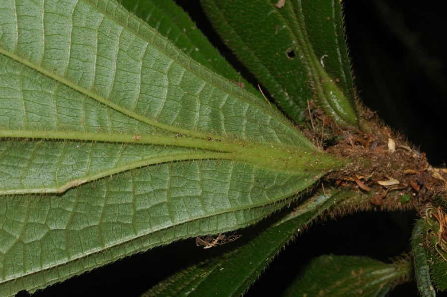 Melastomataceae Conostegia setosa