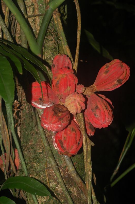 Meliaceae Guarea rhopalocarpa