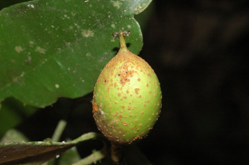 Clusiaceae Symphonia globulifera