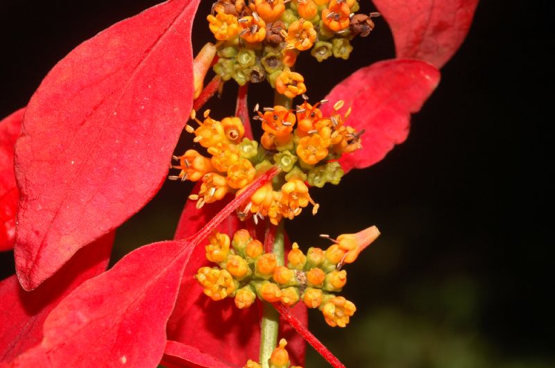 Rubiaceae Warszewiczia coccinea