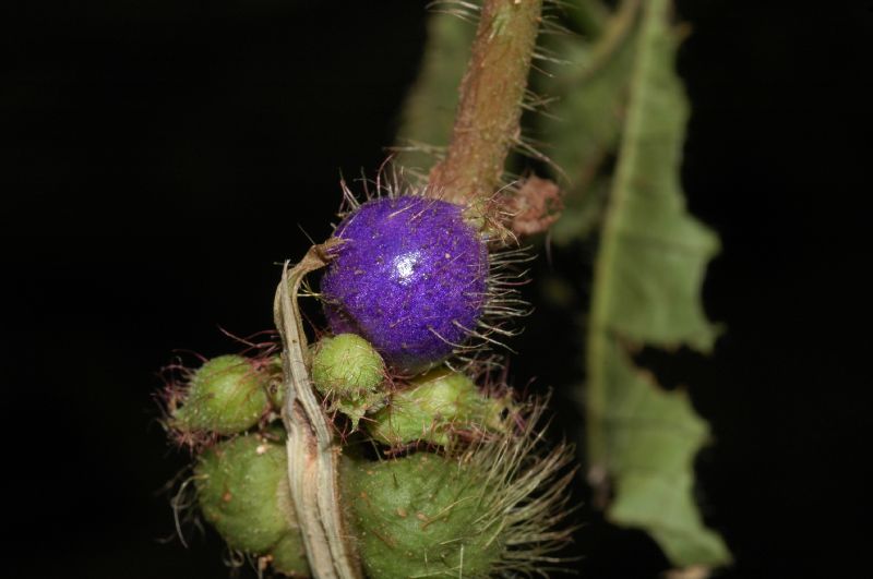 Melastomataceae Clidemia crenulata