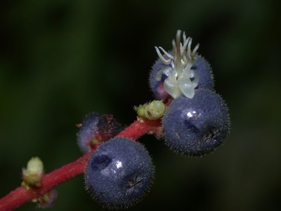 Melastomataceae Miconia ceramicarpa