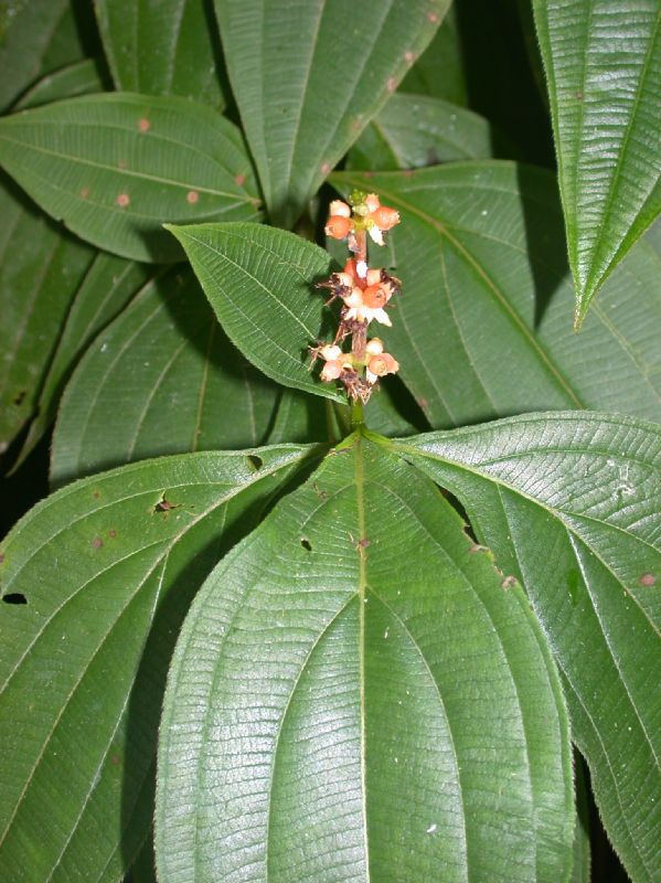 Melastomataceae Miconia ceramicarpa