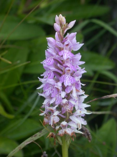 Orchidaceae Dactylorhiza fuchsii