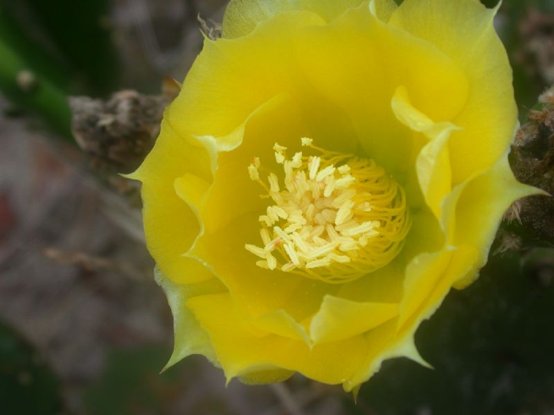 Cactaceae Opuntia humifusa