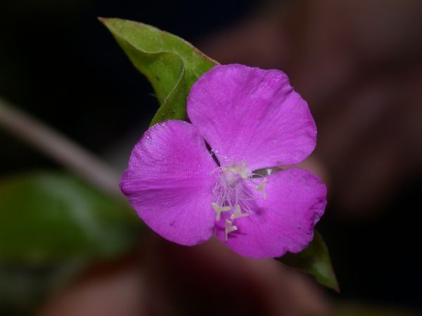 Commelinaceae Tripogandra purpurascens