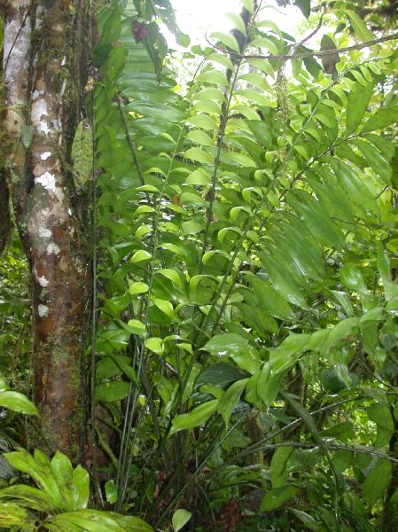 Zamiaceae Zamia pseudomonticola