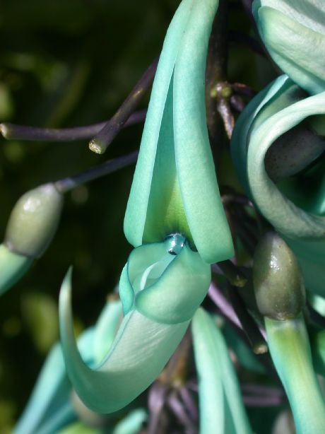 Fabaceae Strongylodon macrobotrys