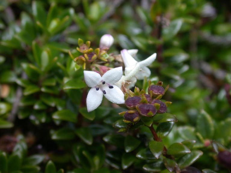 Rubiaceae Arcytophyllum lavarum