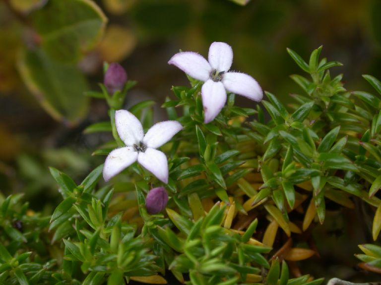 Rubiaceae Arcytophyllum muticum