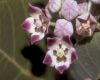 image of Calotropis procera