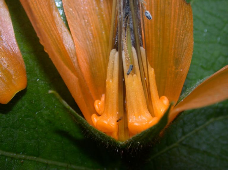 Loasaceae Loasa speciosa