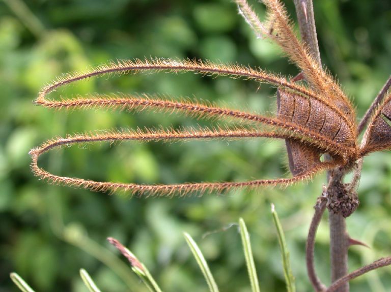 Fabaceae Mimosa pigra