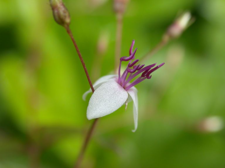 Melastomataceae Nepsera aquatica