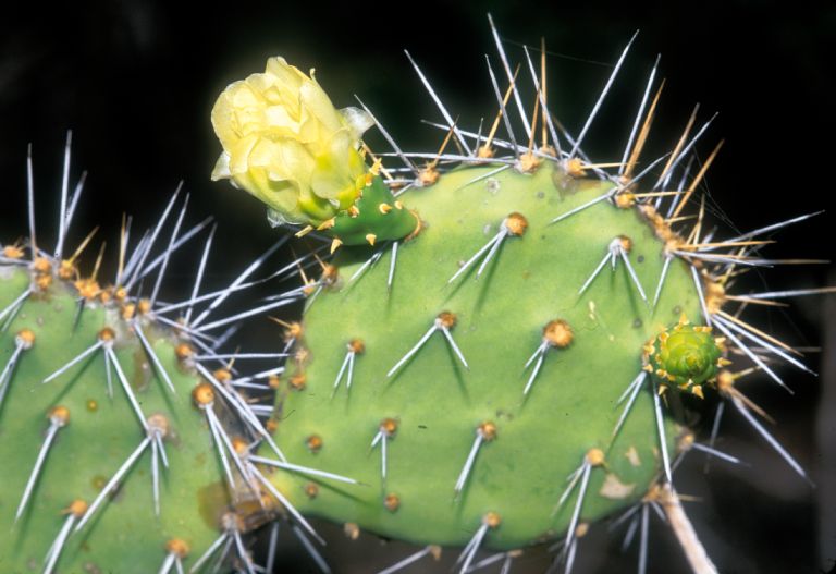 Cactaceae Opuntia weintiana