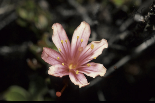 Ericaceae Bejaria imthurnii