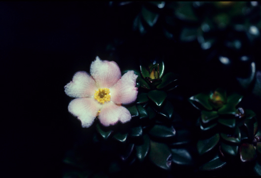 Bonnetiaceae Bonnetia 