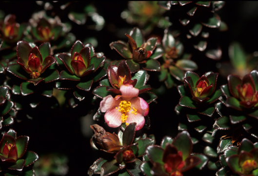 Bonnetiaceae Bonnetia roraimae