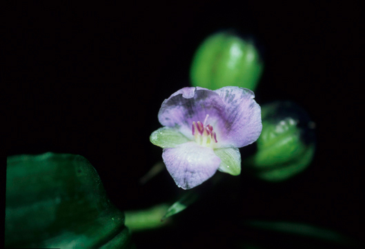 Commelinaceae Dichorisandra hexandra