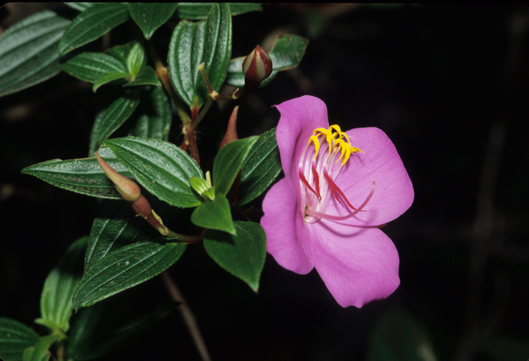 Melastomataceae Monochaetum humboldtianum