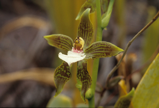 Orchidaceae Galeottia burkei