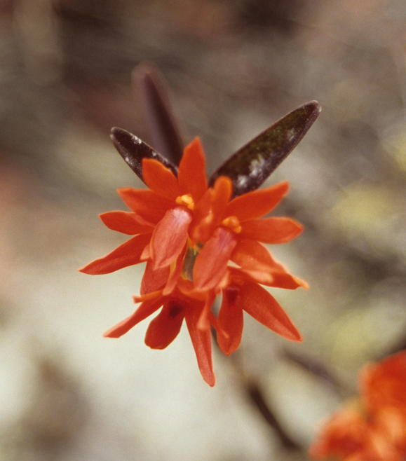 Orchidaceae Hexisea aff bidentata