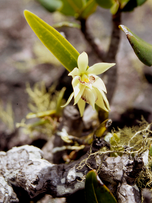 Orchidaceae Encyclia jauana